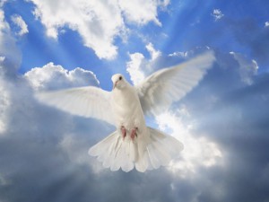 Символ Святого Духа - голубь