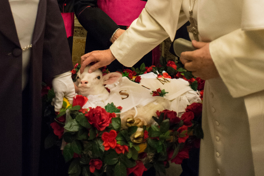 Папа благословил ягнят, из шерсти которых будут сотканы паллии