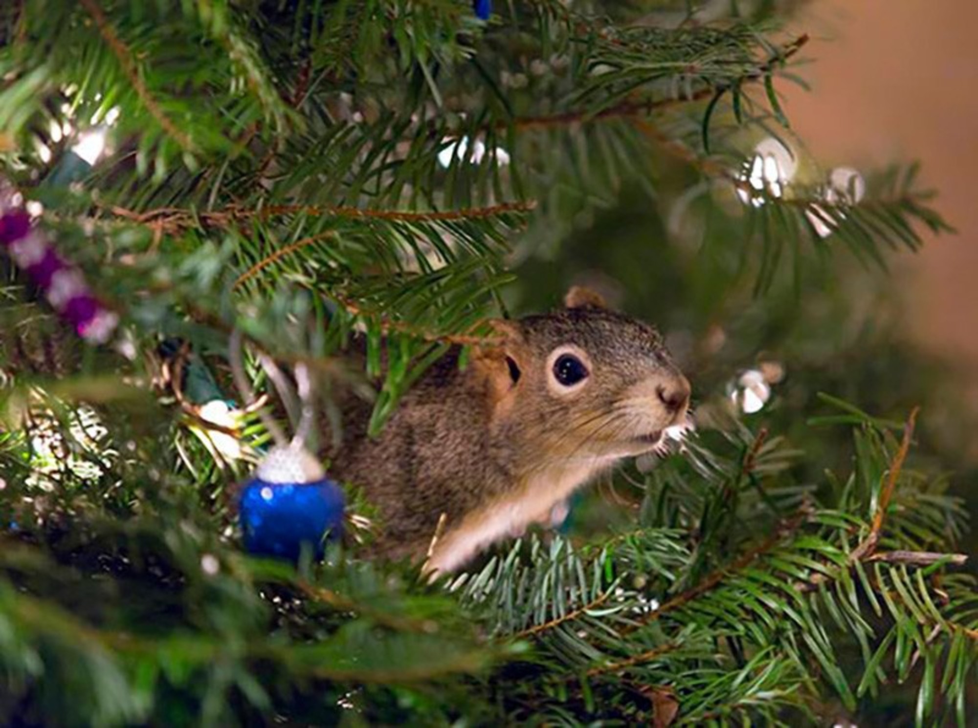 Рождественская елка стала домом для спасенной белки