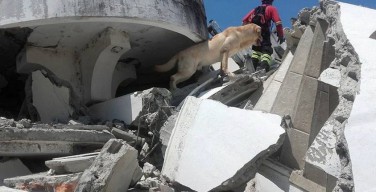 В Эквадоре пес, спасший 7 человек из-под завалов, умер от изнеможения