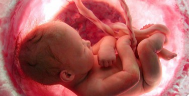Американские ученые вырастили в пробирке двухнедельный эмбрион человека