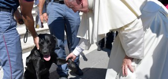 Папа Римский пожал лапу псу, спасшему девочку из-под завалов в Италии