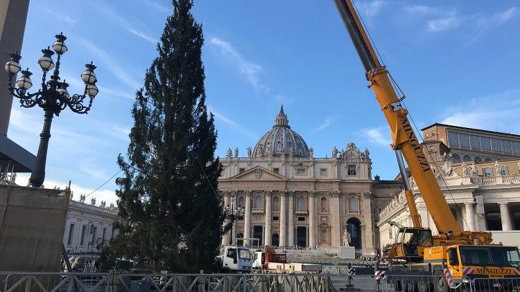 На площади Святого Петра установлена рождественская елка