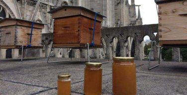 Сотни тысяч пчёл из ульев на крыше собора Парижской Богоматери пережили пожар (+ ВИДЕО)