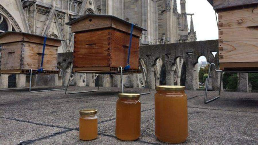 Сотни тысяч пчёл из ульев на крыше собора Парижской Богоматери пережили пожар (+ ВИДЕО)