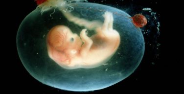 РПЦ предлагает законодательно закрепить права эмбриона