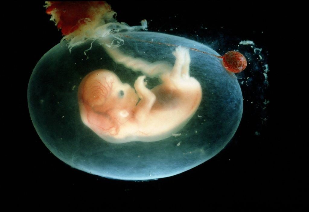 РПЦ предлагает законодательно закрепить права эмбриона