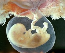 В РПЦ предложили создать рабочую группу по проблеме использования эмбрионов в медицине