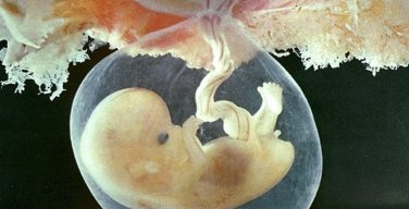 В РПЦ предложили создать рабочую группу по проблеме использования эмбрионов в медицине