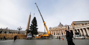 Рождественская ель установлена на площади Святого Петра в Ватикане