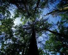 Св. Престол в ООН: сохранить леса для будущих поколений