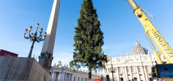Подготовка к Рождеству в Ватикане: вертеп привезен с юга Италии, а елка — с севера страны