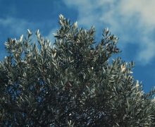 Папа Лев XIV молится о разоружении и мире