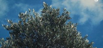 Папа Лев XIV молится о разоружении и мире