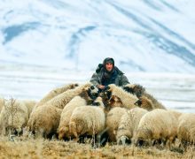 «Вакансии у Доброго Пастыря не открыты». Духовное размышление