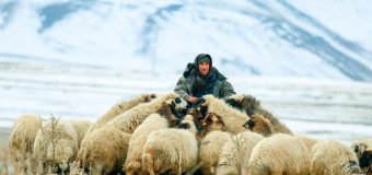 «Вакансии у Доброго Пастыря не открыты». Духовное размышление о. Михаила Ткалича SJ