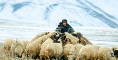«Вакансии у Доброго Пастыря не открыты». Духовное размышление о. Михаила Ткалича SJ